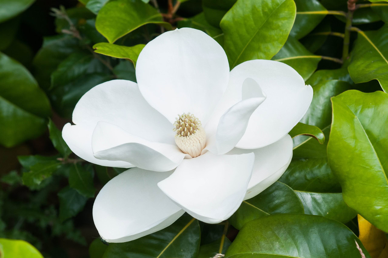 Nous proposons la mise en place d'un magnolia blanc en pleine floraison, évoquant deux siècles d'histoire naturelle, entourée de feuilles vertes et lustrées.
